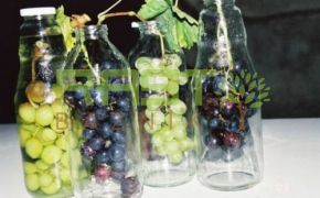 Odporno grozdje različnih sort ujeto v steklenicah