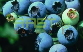 Ameriška borovnica ( Vaccinium corymbosum )