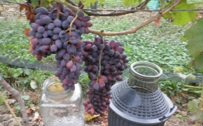 Grožđe u Rast Baznik, grozd tako velik da ne može da ide u demižon od 10 L