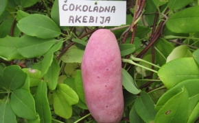 Čokoladna Akebija sadika v Rast Baznik