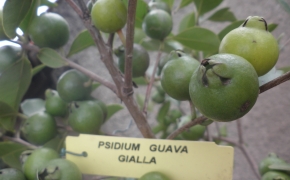 Guava eksotična sadika v Rast Baznik