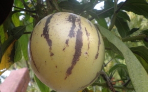 Pepino, melonasta hruška zrel plod