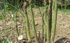 Šparglji, ki izraščajo iz enega grma