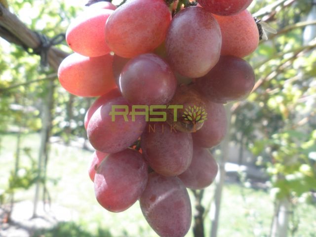 Prekrasen grozd odporne sorte brez pečk - koščic vabi da ga utrgamo 
