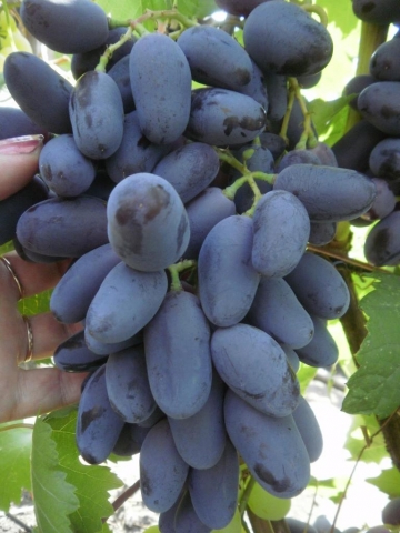 Grozdje brez pečk,  nova odporna sorta po imenu 3 STOK BLAU