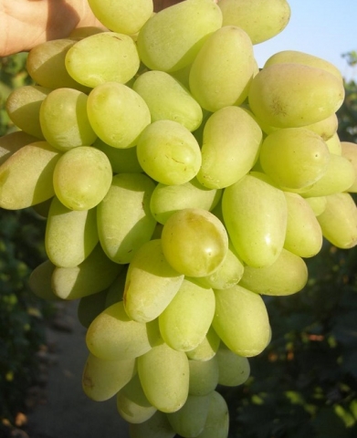 Grozdje brez pečk, nova sorta odpornega grozdja po imenu CENTRAL - SEEDLESS