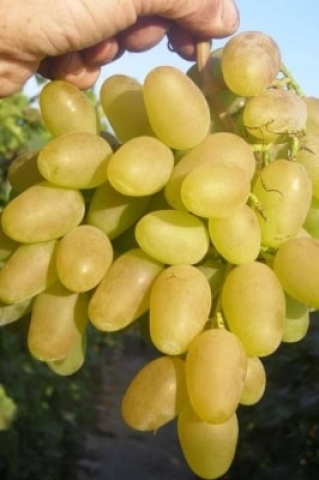 Grozdje brez pečk, nova sorta odpornega grozdja po imenu  REGAL