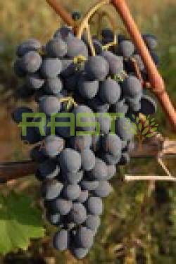 Moldova,  jedilno namizno grozdje