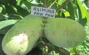 Indijanska banana Asimina v Rast Baznik