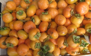 Kaki plodovi iz našega sadovnjaka