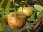 Plodovi Nashi kruške na grani