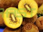 Kiwi-Soreli zlati kivi