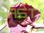 Asimina.triloba odprt cvet